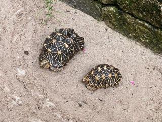 Sternenschildkröten