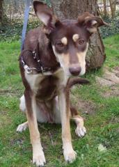 Cesca - bezauberndes kinderliebes und katzenverträgliches Hundemädchen sucht F