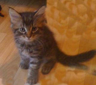 Reinrassige Maine Coon Kitten o. P. suchen liebevolle neue Dosenöffner