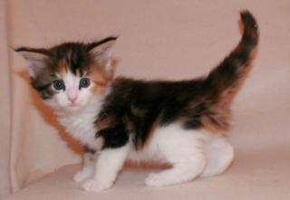 Bildhübsche Typvolle Maine Coon Babys