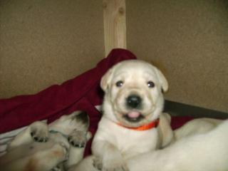 NOCH 1 LABRADORWELPE SUCHT EIN NEUES ZUHAUSE