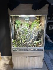Chamäleon mit Terrarium