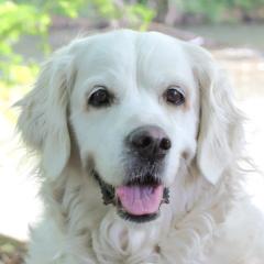 WHITHE AMY - weiblich 9 Jahre 55 cm 36 kg Golden Retriever Gechipt Kastriert Mit Ahnentafel