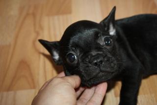 Französische bulldogge reinrassig /o papiere