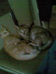 Verschenke 2 schöne Hauskatzen in Regensburg