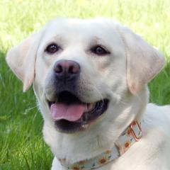 JUNA - weiblich 1 Jahr 54 cm 26 kg Labrador Retriever reinrassig Gechipt