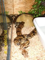 6 Boa c. i. abzugeben