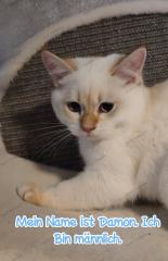 BKH Kitten mit Stammbaum Gesundheitszeugnis