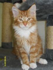 4 Freche Maine Coon Katerchen