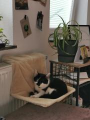 Allergienotfall Verschmuste, freundliche Katze