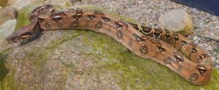1. 0 Boa constrictor constrictor DNZ 2021