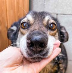Renegade. super braver, aktiver Hundemann