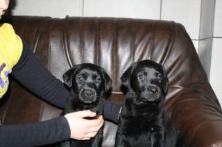 Labradorwelpen