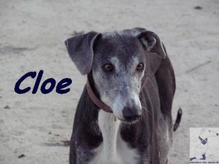 Vorsichtige Cloe