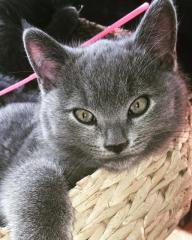 Russisch Blau BKH Kitten