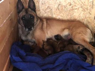 MALINOIS starke Welpen in liebevolle Hände abzugeben