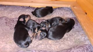 Jagdterrier Patterdaleterrier Welpen