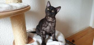 Seltener silver smoke Bengal Kater Abholbereit