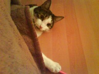 Kater 2 Jahre sucht zu Hause