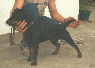 Deutsche Jagdterrier