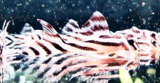 L46 Zebrawels Wels Hypancistrus ähnlich L333 L236 Diskus Salmler