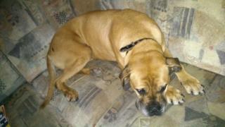 Gebe mein Boxer-mischling ab ist dringend