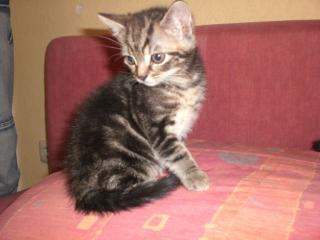 3 süsse Katzenbabys