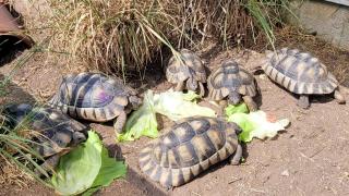 Testudo Marginata NZ 2014