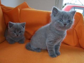 Süße BKH-Kitten suchen ein neues zu Hause