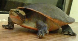 1, 0 Rotbauchspitzkopfschildkröte