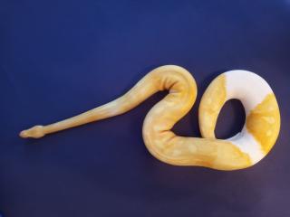 0. 1 Albino Piebald DNZ 2019