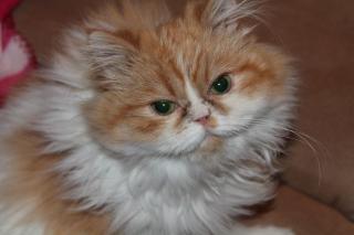 Rot-weiße Perserkatze Lilly 1 Jahr sucht dringend ein neues Zuhause