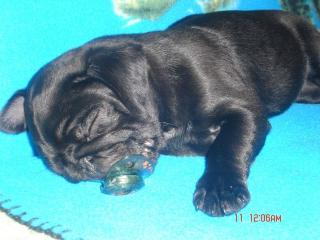 Mops rüde zu verkaufen 1. oktober geboren