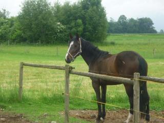 Hübsche Freizeit Warmblutstute