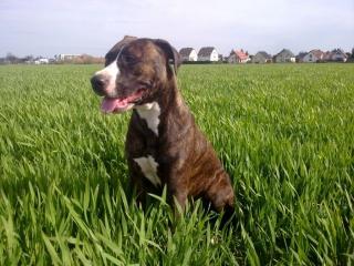 14 Monate altes American Staffordshire Terrier Weibchen sucht liebevolles Zuhaus