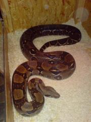 1. 1 Boa constrictor imperator, Costa Rica, reinrassig