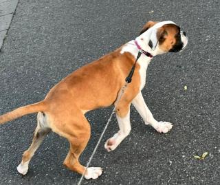 Hund verkaufen in Groß Gerau