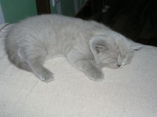 Reinrassige BKH Babys, Kitten, Kätzchen in creme