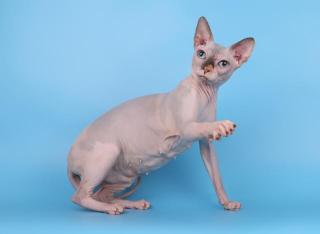 Reinrassige Sphynx Katze Stammbaum