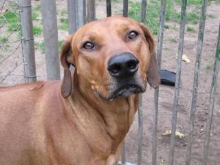 Dringend Bruthus 4 jähriger lieber Rhodesien Ridgeback sucht liebevolles Zuha