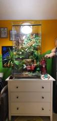 Terrarium und Jemen Chamäleon