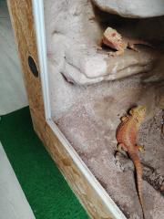2 schöne farbbartagamen abzugeben
