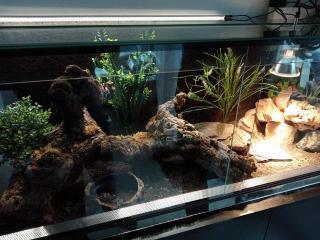 Leopardgeckos inklusive Terrarium und Zubehör