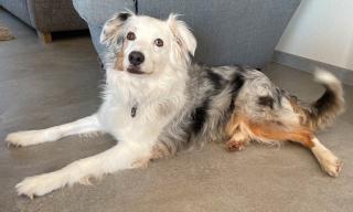 Hund Australien Shepherd Blue Merle