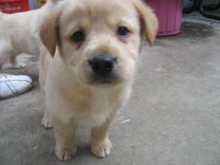 Süsse kleine Golden Retriever