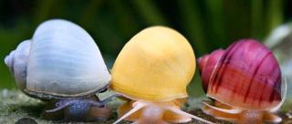 Suche Schnecken