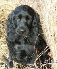 Knuffige hübsche Spaniels