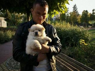 Chow Chow Welpen