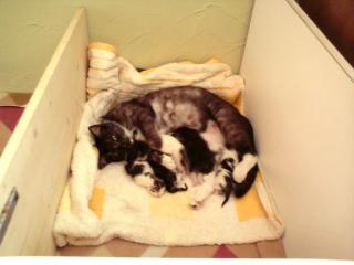 Katzenbabys