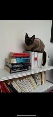 GESUCHT Meine liebe Katze Daisy